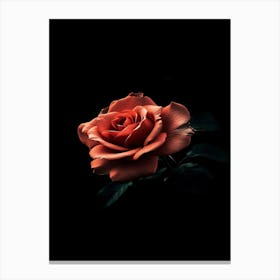 Rose On Black Background 1 Canvas Print