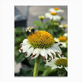 Bumblebee On A Flower Canvas Print