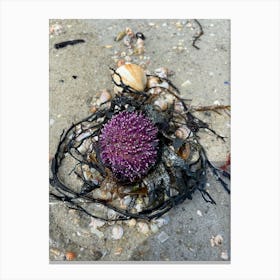 Purple Sea Urchin Canvas Print