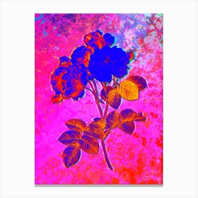 Pink Damask Rose Botanical in Acid Neon Pink Green and Blue n.0251 Canvas Print