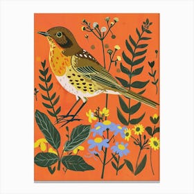 Spring Birds Hermit Thrush 2 Canvas Print