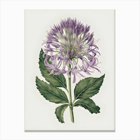 Chrysanthemum 2 Canvas Print