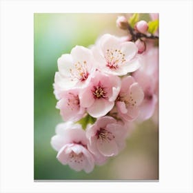 Cherry Blossoms 35 Canvas Print