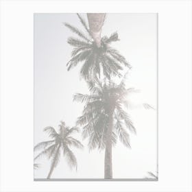 Light Washed Palms Canvas Print