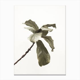 Fiddle Fig Canvas Print