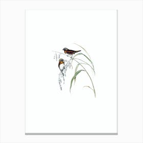 Vintage Chestnut Breasted Finch Bird Illustration on Pure White n.0084 Canvas Print