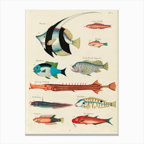 Colourful And Surreal Illustrations Of Fishes Found In Moluccas (Indonesia) And The East Indies, Louis Renard(4) Canvas Print