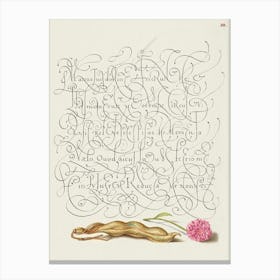 Kidney Bean And English Daisy From Mira Calligraphiae Monumenta, Joris Hoefnagel Canvas Print