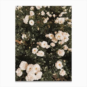 Garden Roses Canvas Print