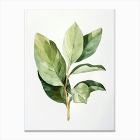 Green Leaf Watercolor Painting Canvas Print