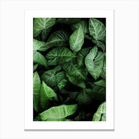 Green Leaves 2 Canvas Print