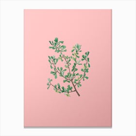 Vintage Three Toothed Purshia Flower Botanical on Soft Pink n.0722 Canvas Print