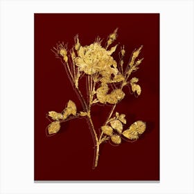Vintage Anemone Flowered Sweetbriar Rose Botanical in Gold on Red n.0612 Canvas Print
