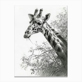Giraffe Pencil Portrait 2 Canvas Print