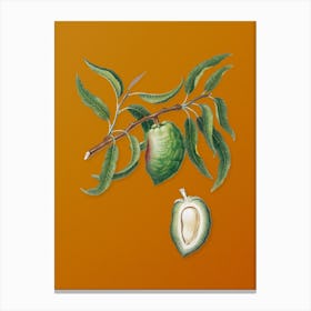 Vintage Almond Botanical on Sunset Orange n.0270 Canvas Print