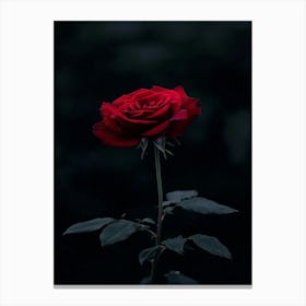 Dark Rose 94 Canvas Print