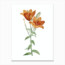 Vintage Orange Bulbous Lily Botanical Illustration on Pure White n.0888 Canvas Print
