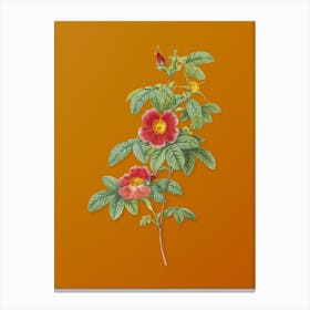 Vintage Single May Rose Botanical on Sunset Orange n.0741 Canvas Print
