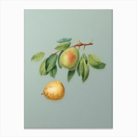 Vintage Pear Botanical Art on Mint Green n.0913 Canvas Print