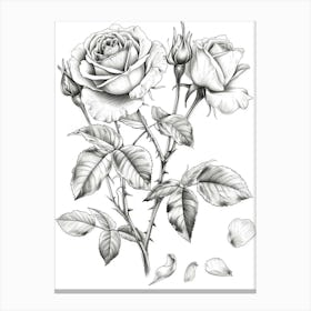 Rose With Petals Line Drawing 3 Canvas Print