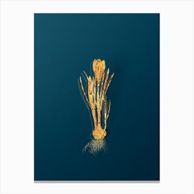 Vintage Spring Crocus Botanical in Gold on Teal Blue n.0088 Canvas Print