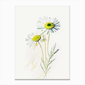 Chamomile Herb Minimalist Watercolour 1 Canvas Print