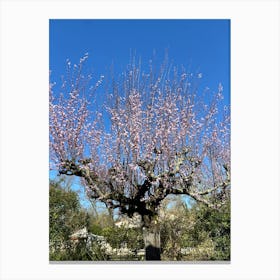 cherry Tree In Bloom Canvas Print