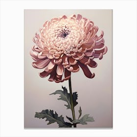 Floral Illustration Chrysanthemum 1 Canvas Print