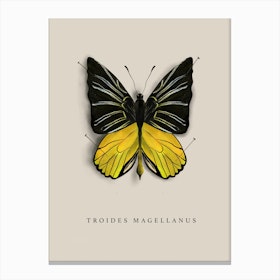 Butterfly No7 Canvas Print