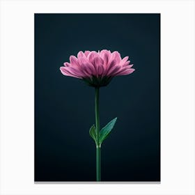 Single Pink Flower On Dark Background Canvas Print