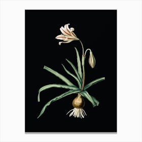 Vintage Amaryllis Broussonetii Botanical Illustration on Solid Black n.0848 Canvas Print
