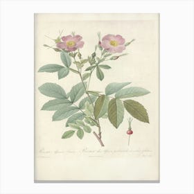 Rose Illustration, Pierre Joseph Redoute, Pierre Joseph Redoute (118) Canvas Print