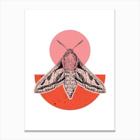 Pink Colour Block Hawk Moth Canvas Print
