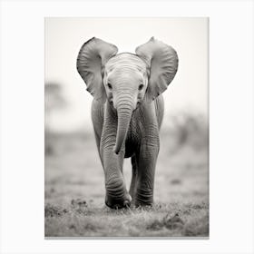 Baby Elephant In The Wild Canvas Print