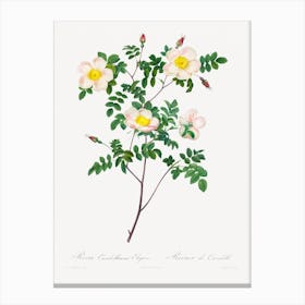 Rosa Candolleana Elegans, Pierre Joseph Redouté Canvas Print