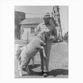 Untitled Photo, Possibly Related To Fsa (Farm Security Administration) Client Feeding Sheep Near Hoxie, Kansas By Canvas Print