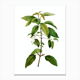 Vintage Chilean Wineberry Branch Botanical Illustration on Pure White n.0106 Canvas Print