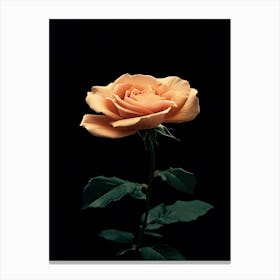 Peach Rose 28 Canvas Print