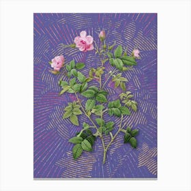 Vintage Pink Flowering Rosebush Botanical Illustration on Veri Peri n.0837 Canvas Print