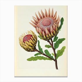 Proteas Vintage Botanical Flower Canvas Print