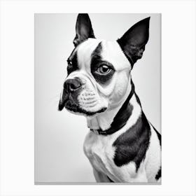 Boston Terrier B&W Pencil dog Canvas Print
