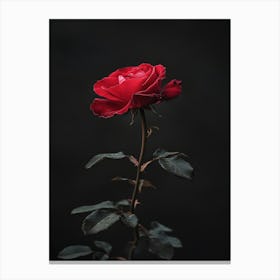 Single Red Rose On Black Background 35 Canvas Print