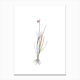 Stained Glass Narrow leaf Blue eyed grass Mosaic Botanical Illustration on White n.0247 Canvas Print