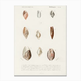 Different Types Of Mollusks, Charles Dessalines D'Orbigny 5 Canvas Print