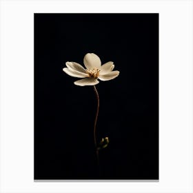 Single Flower In The Dark 5 Canvas Print