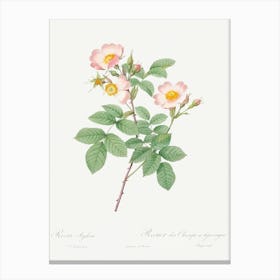 Short Styled Field Rose, Pierre Joseph Redoute Canvas Print
