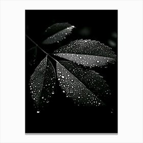 Black Leaf With Water Droplets Canvas Print