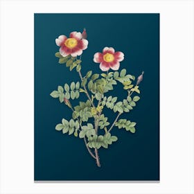 Vintage Variegated Burnet Rose Botanical Art on Teal Blue n.0119 Canvas Print