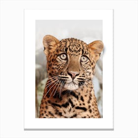 Leopard Cub Canvas Print
