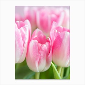 Dutch bold blooming beauties pastel pink tulips - flowers in pink and green nature and travel photography by Christa Stroo Photography Canvas Print